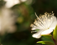 Nature Art Prints